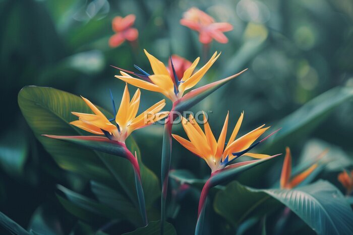 Papier peint  Blooming strelitzia flowers in a flower garden for decorative purposes Artful flower pictures and fresh strelitzia blooms With copy space for text -