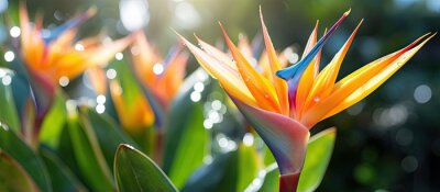 Papier peint  Blooming strelitzia flowers in a flower garden for decorative purposes Artful flower pictures and fresh strelitzia blooms With copyspace for text