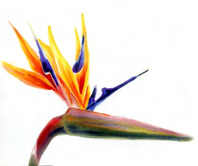 Papier peint  Blooming strelitzia . Hand draw watercolor illustration. For background, texture, wrapper pattern, frame or border, hand-drawn, illustration. Botanical flowers elements for your design.