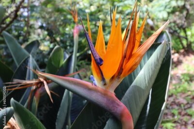 Papier peint  Blooming Strelitzia in Puerto de la Cruz on Tenerife