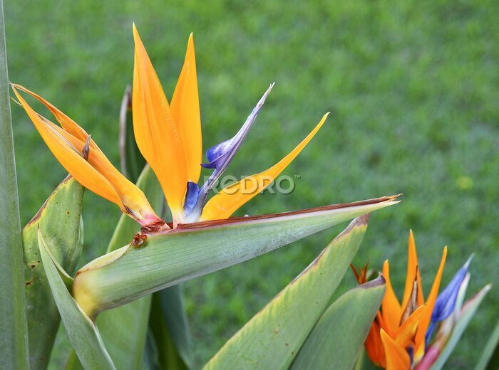 Papier peint  Blooming Strelitzia plante. Ténérife, Îles Canaries.