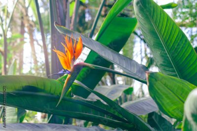 Papier peint  Blooming Strelitzia reginae, commonly known as the crane flower or bird of paradise
