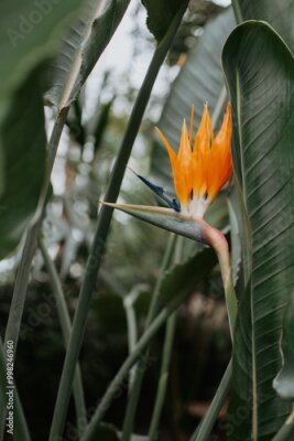 Papier peint  Blooming Strelitzia reginae, commonly known as the crane flower or bird of paradise