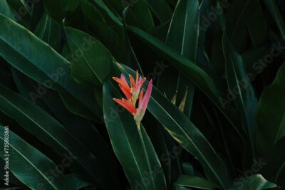 Papier peint  Blooming Strelitzia Reginae flowers among green leaves, Strelitzia Reginae flowers
