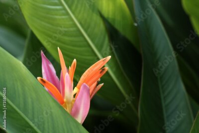 Papier peint  Blooming Strelitzia Reginae flowers among green leaves, Strelitzia Reginae flowers