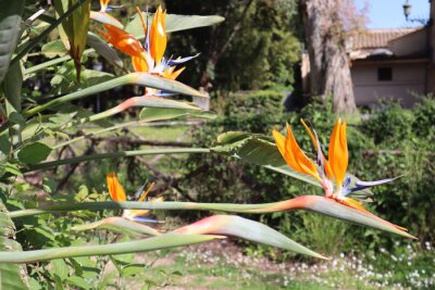 Papier peint  blooming Strelitzia reginas in the park on a sunny day