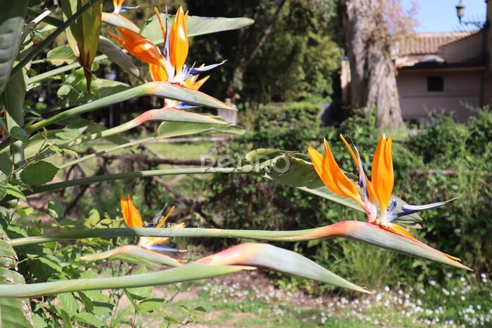 Papier peint  blooming Strelitzia reginas in the park on a sunny day