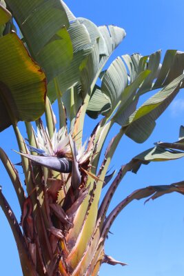 Papier peint  Blossom and leaves of the giant white bird of paradise or wild banana flower (Strelitzia nicolai) against blue sky