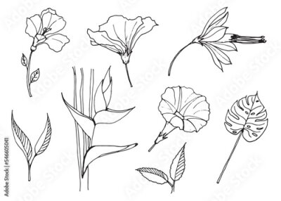Papier peint  Blossom Flowers and leaves. Hibiscus, Monstera,Morning glory Grandpa ott and Strelitzia doodle Hand Drawn sketch isolated on white background.