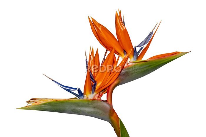 Papier peint  Blossom of a crane flower isolated on transparent background, Strelitzia reginae