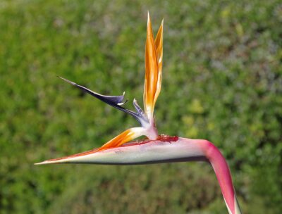 Papier peint  Blossom of a strelitzia bird of paradise in close-up view