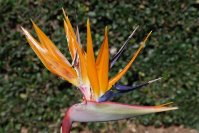 Papier peint  Blossom of a strelitzia bird of paradise in close-up view