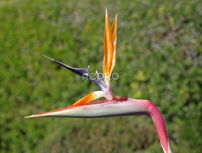 Papier peint  Blossom of a strelitzia bird of paradise in close-up view