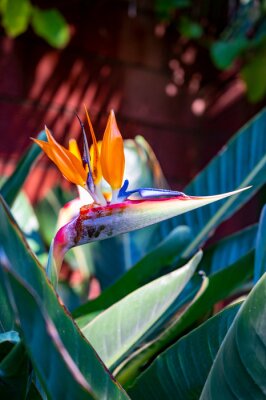Papier peint  Blossom of Strelitzia reginae, colorful bird of paradise flowers in botanical garden