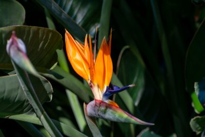 Papier peint  Blossom of Strelitzia reginae, colorful bird of paradise flowers in botanical garden