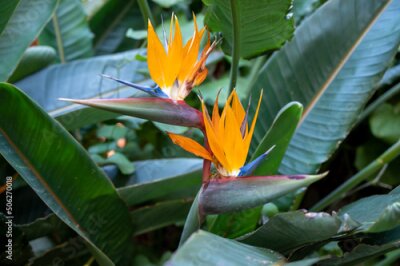 Papier peint  Blossom of Strelitzia reginae, colorful bird of paradise flowers in botanical garden