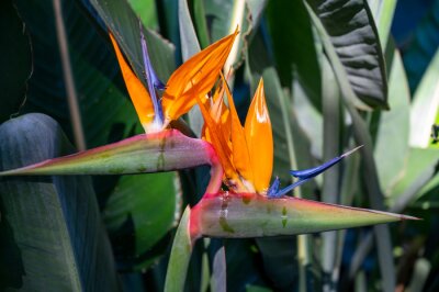 Papier peint  Blossom of Strelitzia reginae, colorful bird of paradise flowers in botanical garden