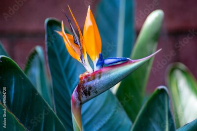 Papier peint  Blossom of Strelitzia reginae, colorful bird of paradise flowers in botanical garden
