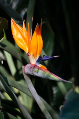 Papier peint  Blossom of Strelitzia reginae, colorful bird of paradise flowers in botanical garden