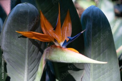 Papier peint  Blossom of Strelitzia reginae, colorful bird of paradise flowers in botanical garden