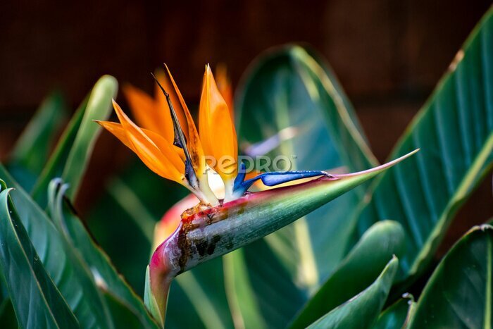 Papier peint  Blossom of Strelitzia reginae, colorful bird of paradise flowers in botanical garden