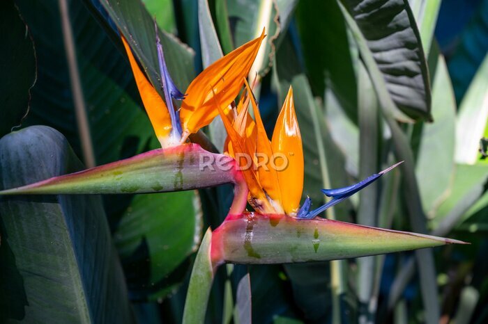 Papier peint  Blossom of Strelitzia reginae, colorful bird of paradise flowers in botanical garden