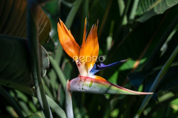 Papier peint  Blossom of Strelitzia reginae, colorful bird of paradise flowers in botanical garden
