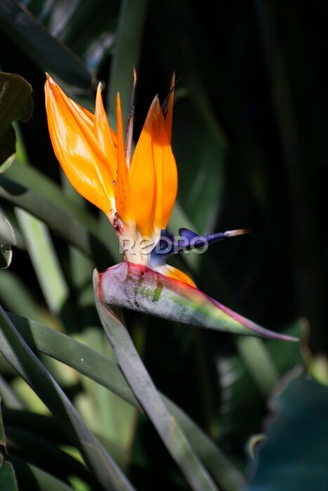 Papier peint  Blossom of Strelitzia reginae, colorful bird of paradise flowers in botanical garden