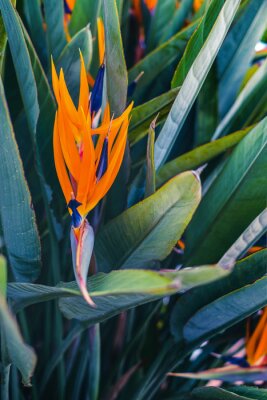 Papier peint  Blossom of Strelitzia reginae, colorful bird of paradise flowers in botanical garden close up