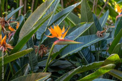 Papier peint  Blossom of Strelitzia reginae, colorful bird of paradise flowers in botanical garden close up