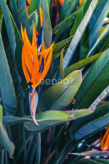 Papier peint  Blossom of Strelitzia reginae, colorful bird of paradise flowers in botanical garden close up