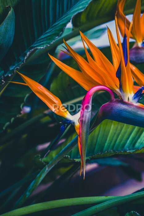 Papier peint  Blossom of Strelitzia reginae, colorful bird of paradise flowers in botanical garden close up