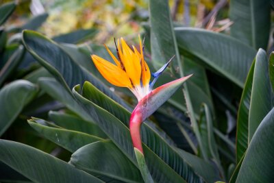 Papier peint  Blossoming strelitzia flower in the garden