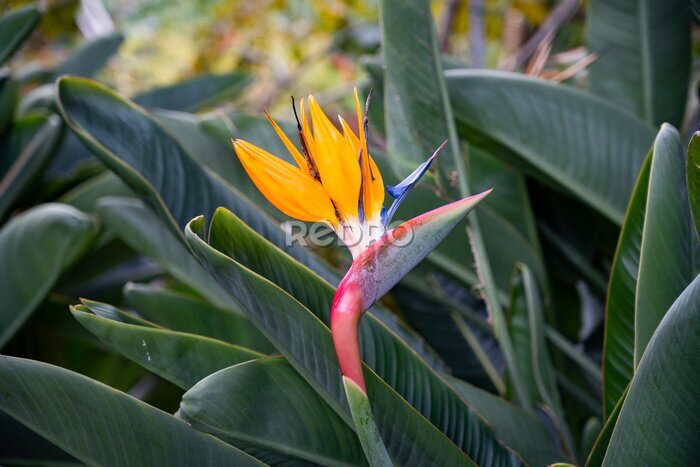 Papier peint  Blossoming strelitzia flower in the garden