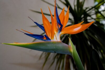 Papier peint  Blue and orange Crane flower, also known as bird of paradise, isigude, Strelitzia reginae or Strelitzie