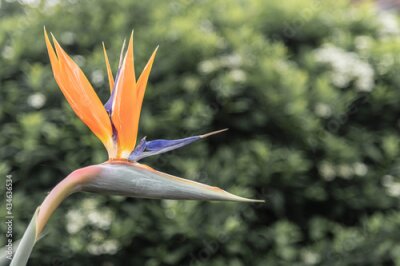 Papier peint  Blühende Papageienblume (Strelitzia reginae)