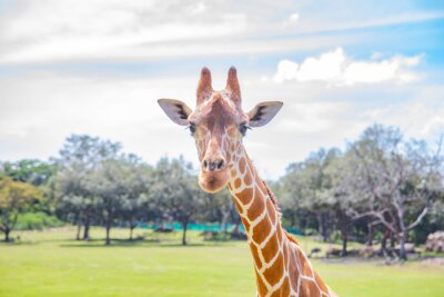 Papier peint  Blurred giraffe background. Wild giraffe in a pasture, Safari Park in Costa Rica.