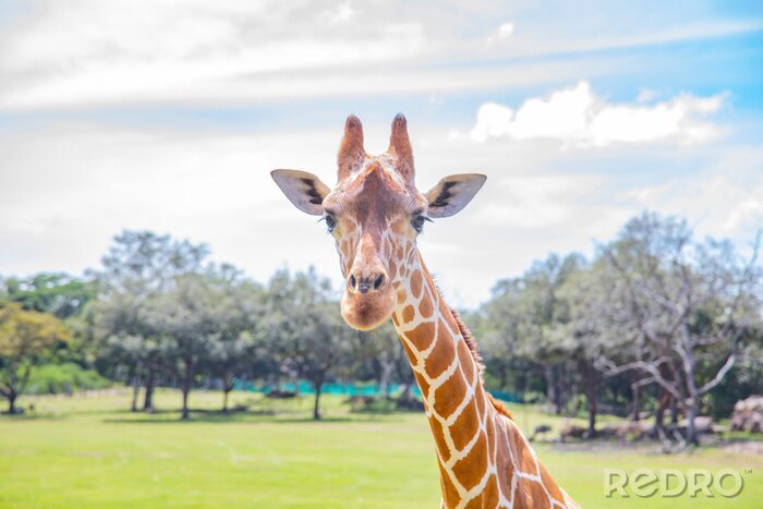 Papier peint  Blurred giraffe background. Wild giraffe in a pasture, Safari Park in Costa Rica.