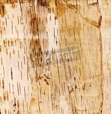 Papier peint  Bois de bouleau