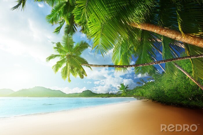 Papier peint  Bord mer et palmiers