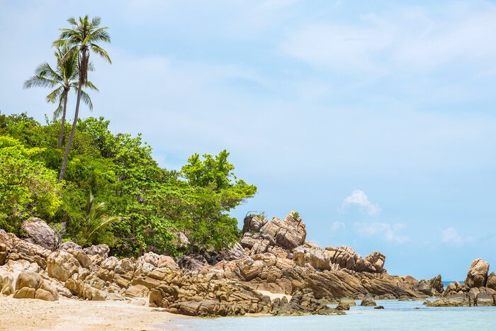 Papier peint  Bord mer palmiers