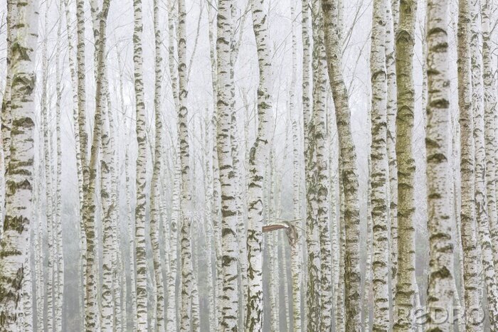 Papier peint  Bosquet d'hiver avec bouleaux