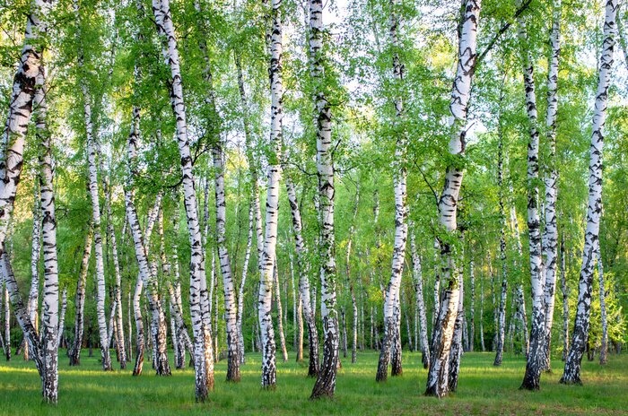 Papier peint  Bosquet de bouleaux dans la forêt