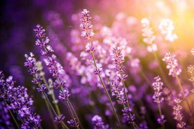 Papier peint  Bosquet de lavande