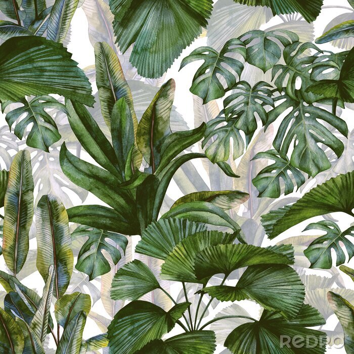 Papier peint  Bosquet vert dans la jungle tropicale