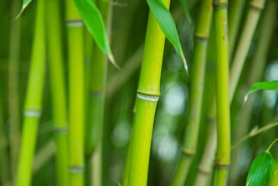 Bosquet vert de bambou