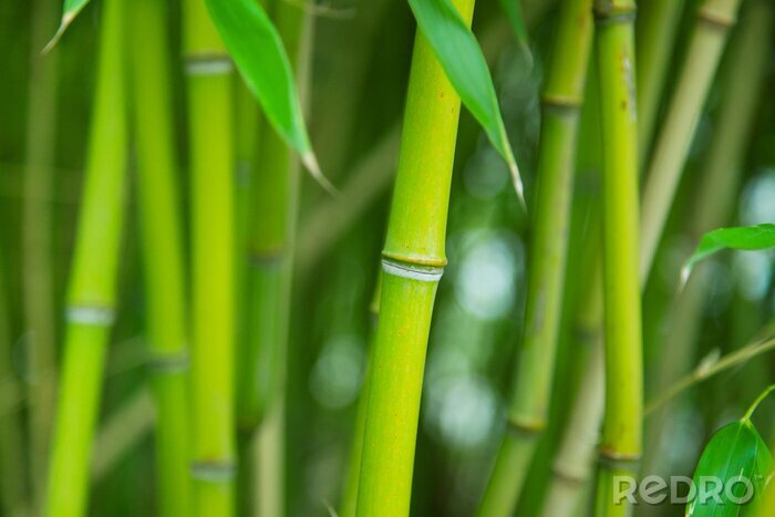 Papier peint  Bosquet vert de bambou