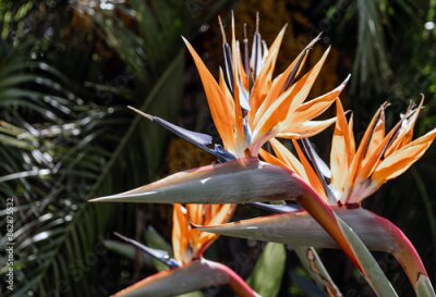 Papier peint  Botanical background. Tropical plants in wild nature, palm tree and Strelitzia reginae, Paradise Bird flowers. Jungle, tropical rainforest of Africa. Amazing blossom plant