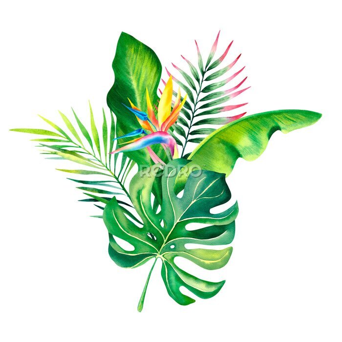 Papier peint  Botanical composition of strelitzia flowers, palm branches and monstera. Tropical plants. Watercolor illustration. Bouquet for the holiday.