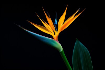 Papier peint  Botanical exotic leaf flora flower multi strelitzia tropic plant colorful macro nature colored